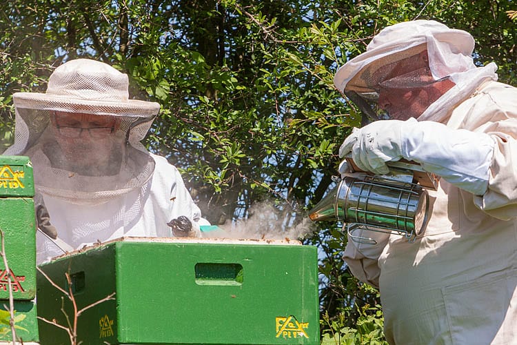 Honig eichsfeld Bienenhonig Dingelstädt regionaler Honig Bienen inregia