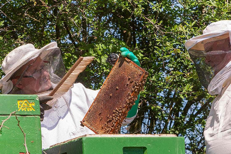 Honig eichsfeld Bienenhonig Dingelstädt regionaler Honig Bienen inregia