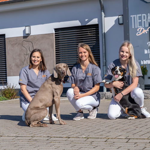 Tierarzt Tierarztpraxis Tierärztin Kathrin Mock Dingelstädt Röntgen Haustiere