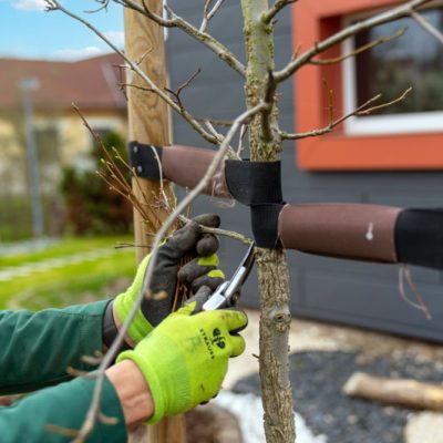 Eichsfelder Baumschule Gartengestaltung Niederorschel Pflanzen kaufen Sträucher Bäume