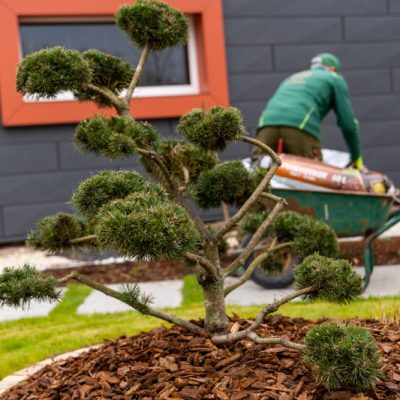 Eichsfelder Baumschule Gartengestaltung Niederorschel Pflanzen kaufen Sträucher Bäume
